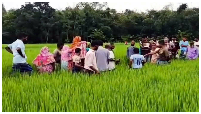 দেবীগঞ্জে ধানক্ষেত থেকে এক নারীর মরদেহ উদ্ধার করেছে পুলিশ